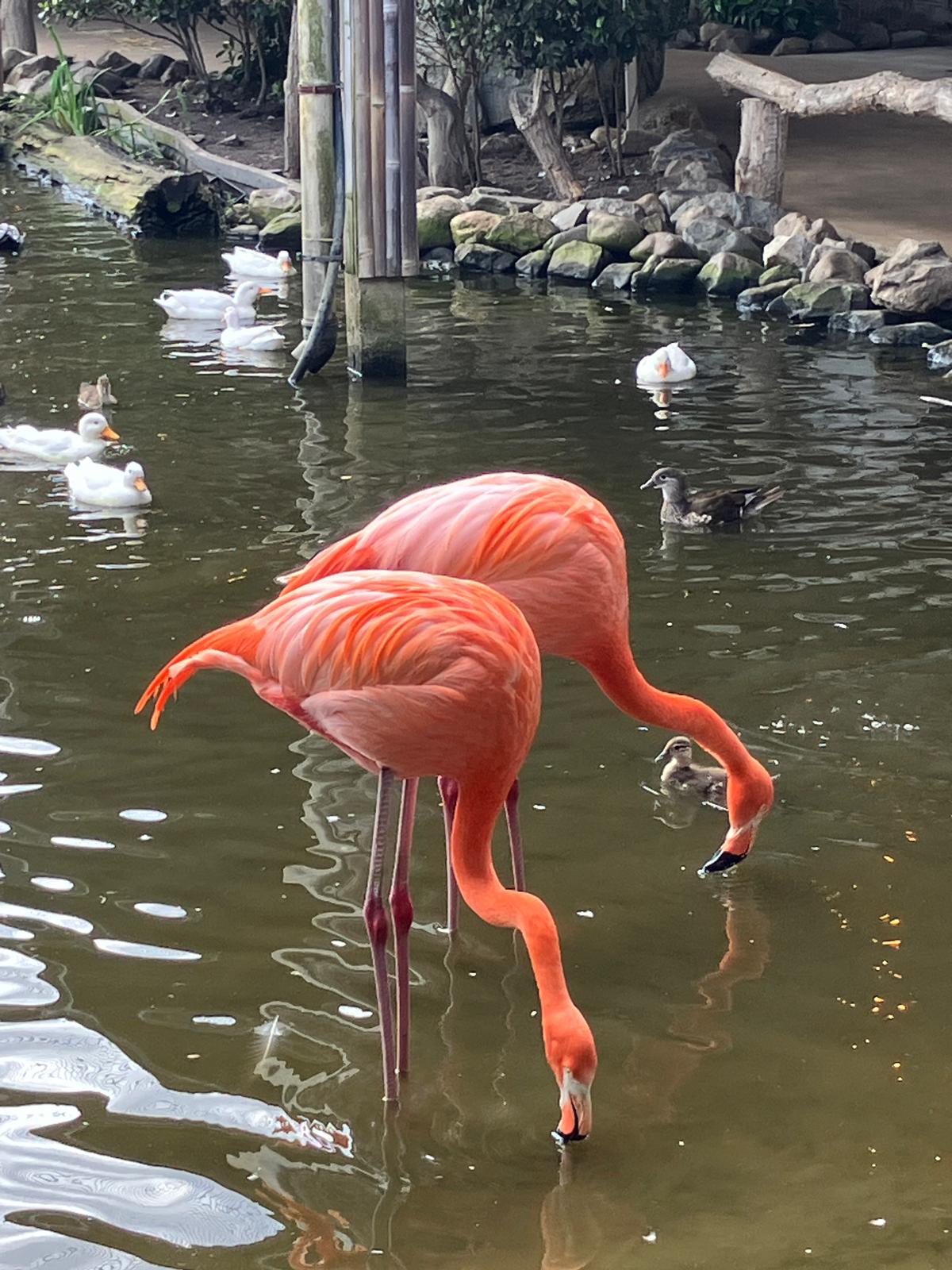 Foto 57 bij artikel "Uitje naar de Orchideenhoeve in Luttelgeest".